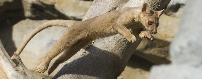 A fossa - a spieces of cat-like mammal from Madagascar - jumping from branch to branch.